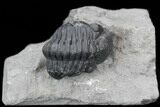 Detailed Eldredgeops Trilobite In Matrix - New York #35159-2